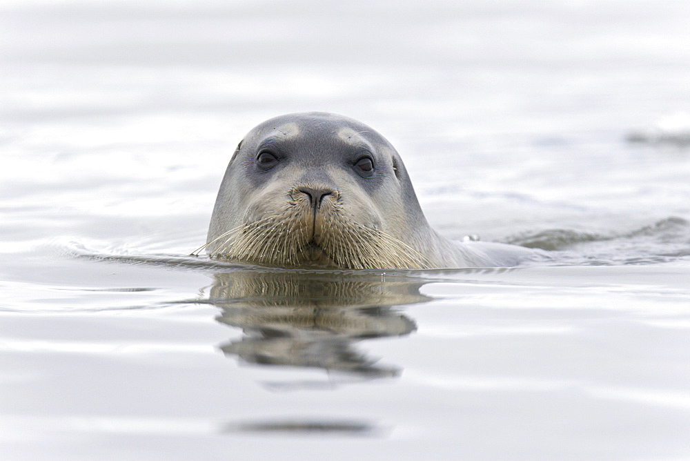 Bearded seal (Erignathus barbatus) swimming amongst the ice near Storpollen Glacier in the Svalbard Archipelago, Barents Sea, Norway.