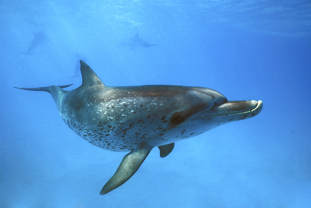 Juvenile Atlantic Spotted Dolphin (Stenella frontalis) underwater on the Little Bahama Banks, Grand Bahama Island, Bahamas. Atlantic Ocean.
(Restricted Resolution - pls contact us)