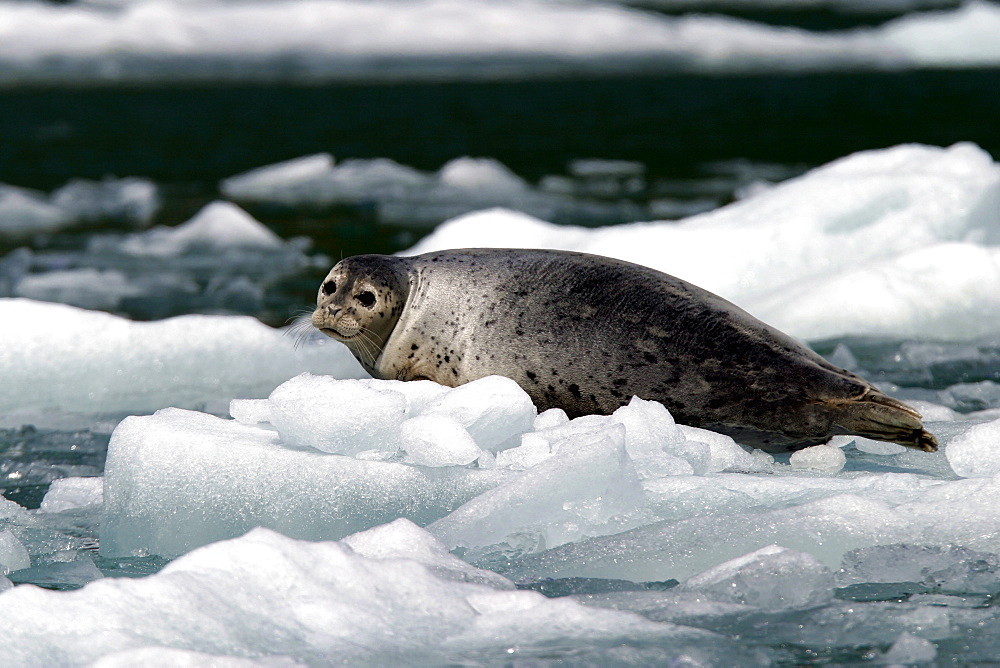 Adult Harbor Seal (Phoca vitulina) hauled out on ice in Tracy Arm, Southeast Alaska, USA. Pacific Ocean.