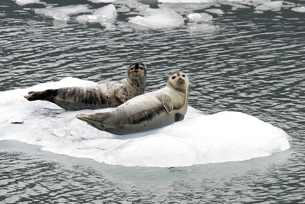 Harbor Seals (Phoca vitulina) on ice near Johns Hopkins Glacier in Glacier Bay National Park, Southeast Alaska, USA.