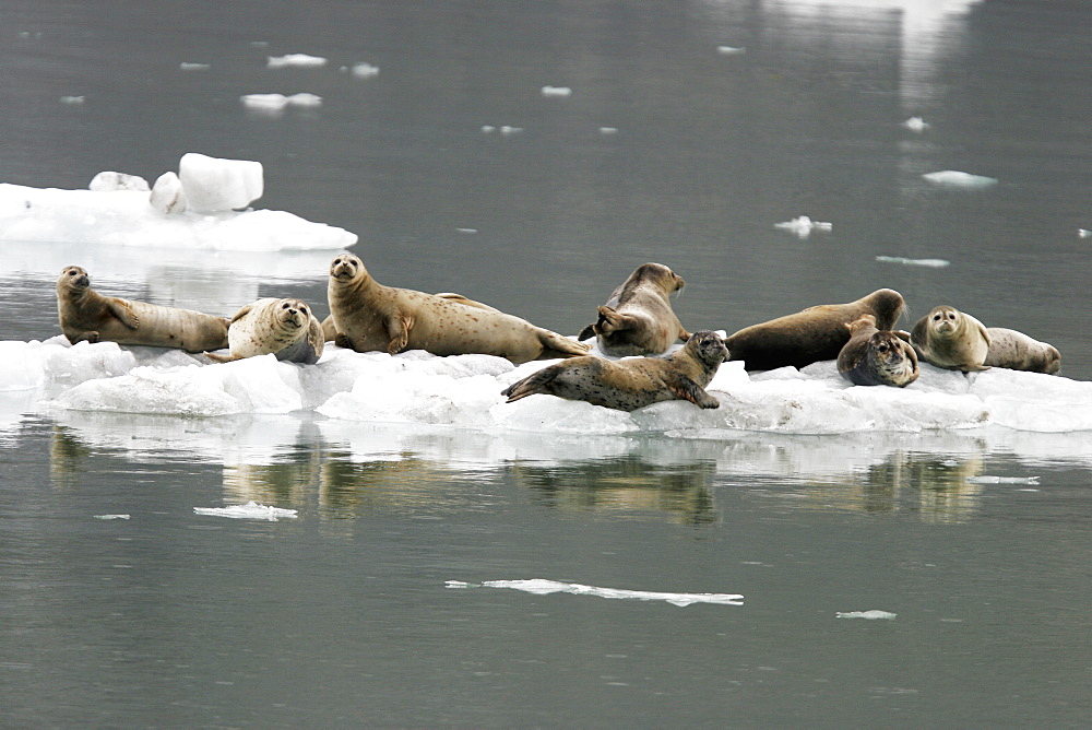 Harbor Seals (Phoca vitulina) on ice near Johns Hopkins Glacier in Glacier Bay National Park, Southeast Alaska, USA.