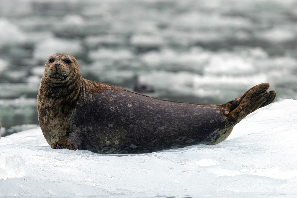 Harbor Seal (Phoca vitulina) on ice near Dawes Glacier in Endicott Arm, Southeast Alaska, USA.