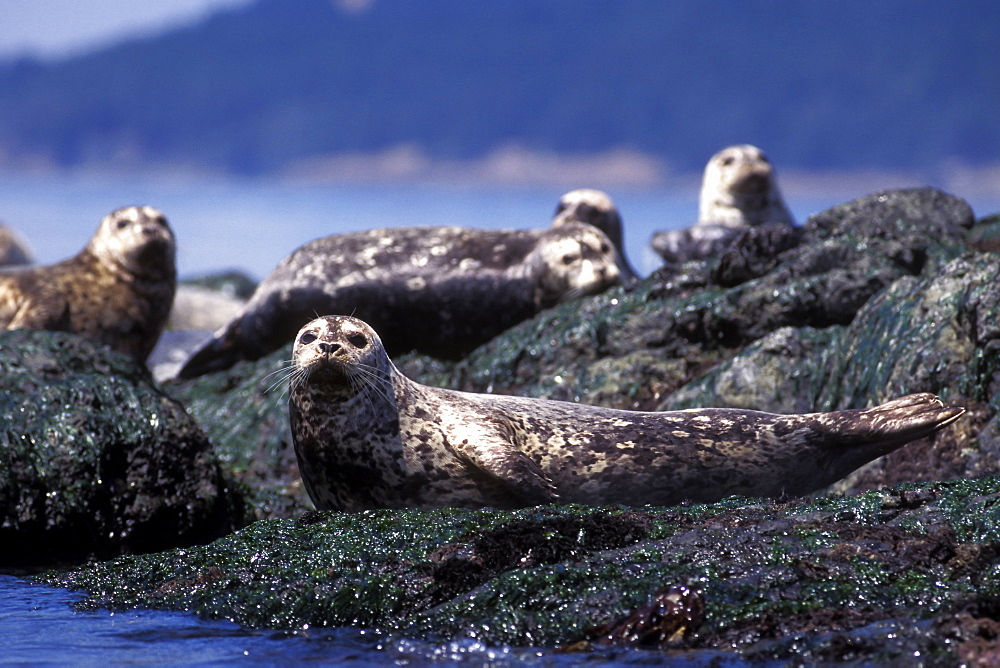 Harbor Seals (Phoca vitulina) hauled out in the San Juan Islands, Washington State, USA.