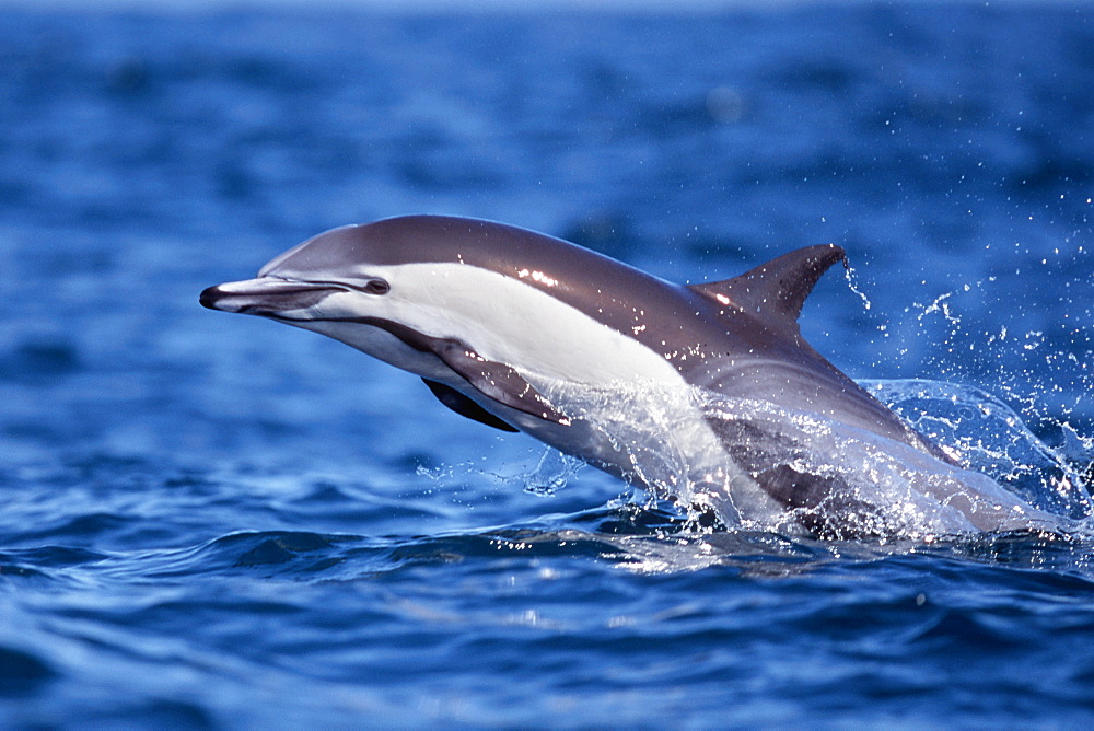 Short-beaked common dolphin leaping in the waters off San Diego, California, USA.