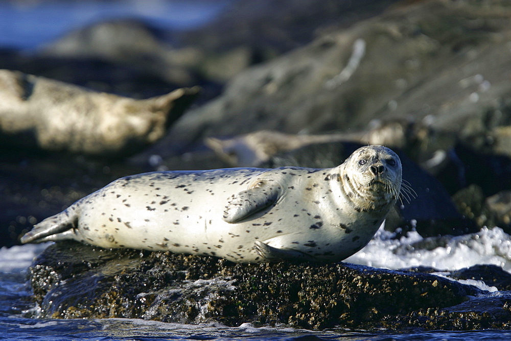 Adult Harbor Seal (Phoca vitulina) hauled out on shore in the Queen Charlotte Islands, British Columbia, Canada. Pacific Ocean.