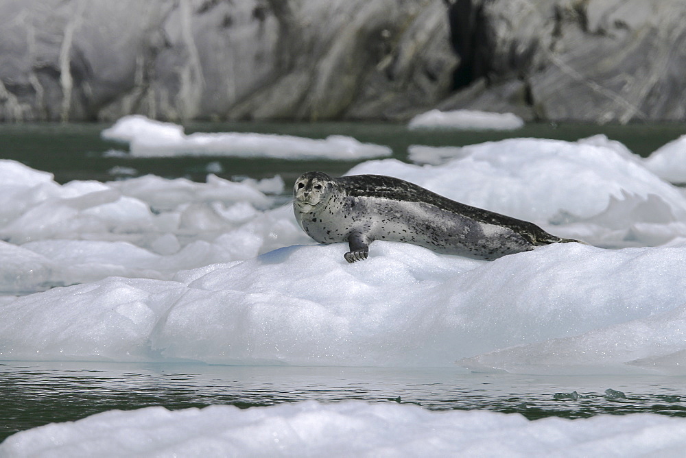 Adult harbor seal (Phoca vitulina) hauled out on ice calved from the Sawyer Glacier in Tracy Arm, Southeast Alaska, USA.