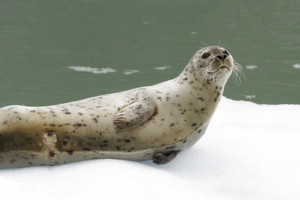 Harbor Seal (Phoca vitulina) mother (note the wet nipples where her pup has been nursing) on ice calved from the Sawyer Glaciers in Tracy arm, Southeast Alaska, USA. Pacific Ocean.