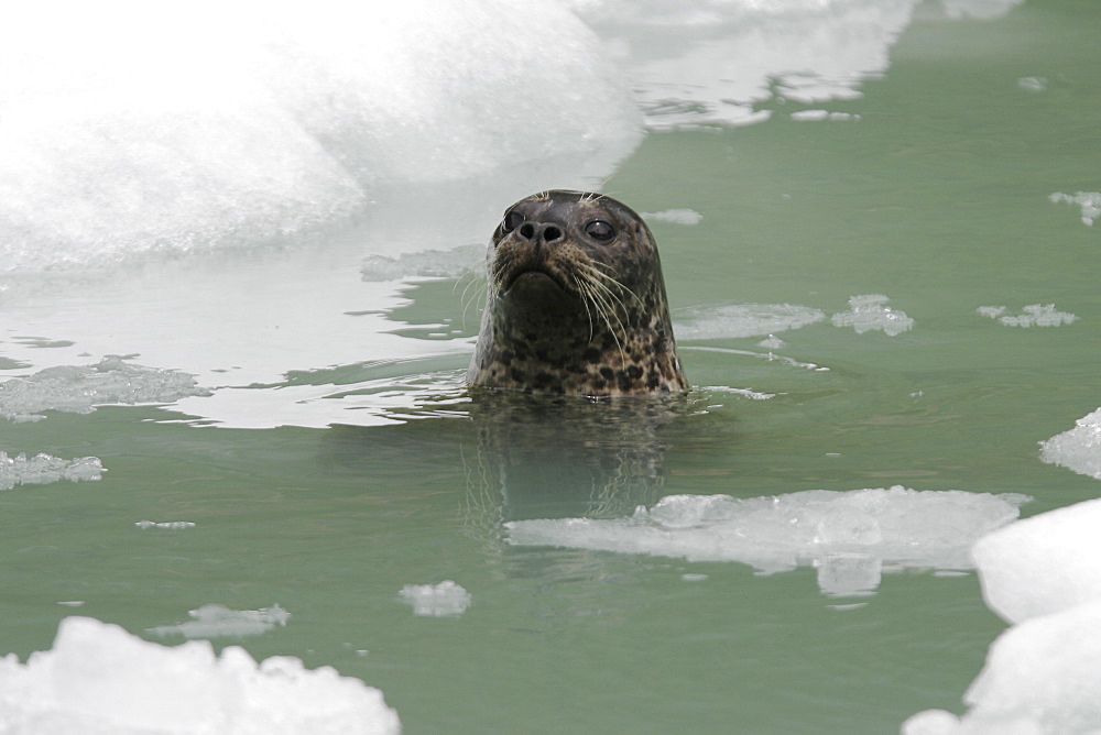 Curious harbor seal (Phoca vitulina) swimming amongst ice calved from the Sawyer Glaciers in Tracy arm, Southeast Alaska, USA. Pacific Ocean.