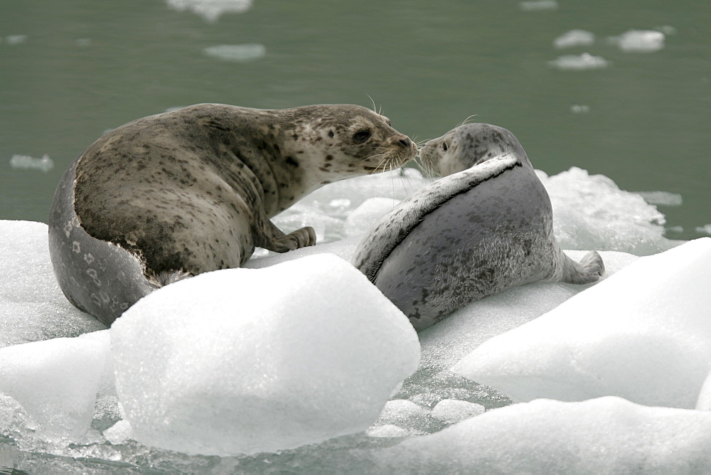 Harbor Seal (Phoca vitulina) mother and pup on ice calved from the Sawyer Glaciers in Tracy arm, Southeast Alaska, USA. Pacific Ocean.