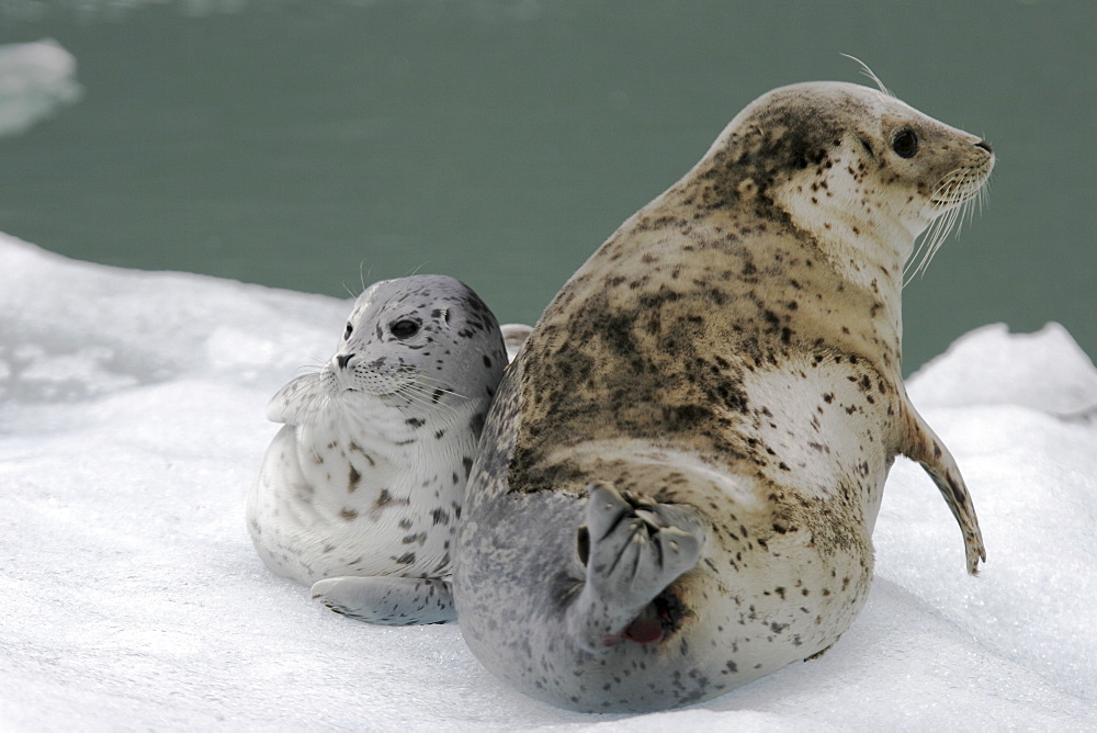 Harbor Seal (Phoca vitulina) mother and pup on ice calved from the Sawyer Glaciers in Tracy arm, Southeast Alaska, USA. Pacific Ocean.