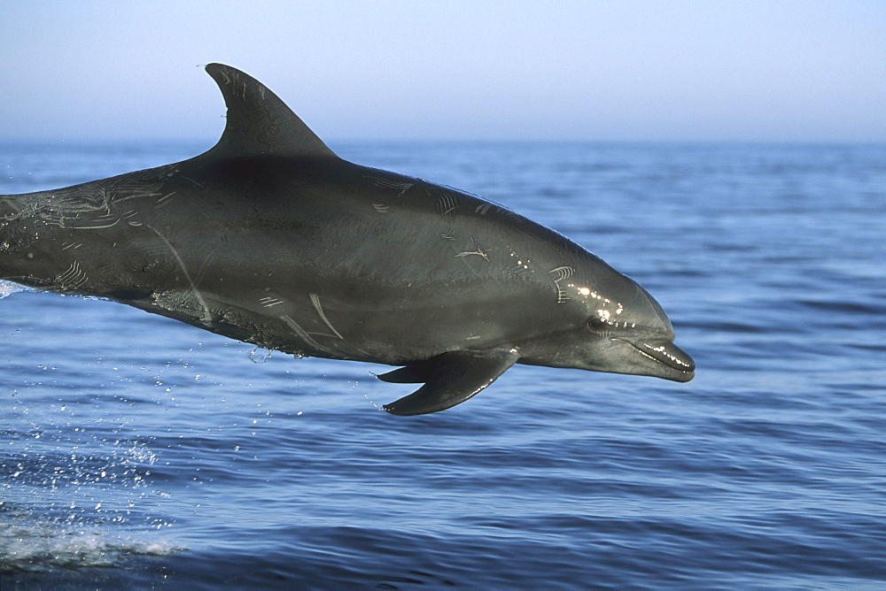 Bottlenose Dolphin, Tursiops truncatus, leaping in the northern Gulf of California, Mexico
