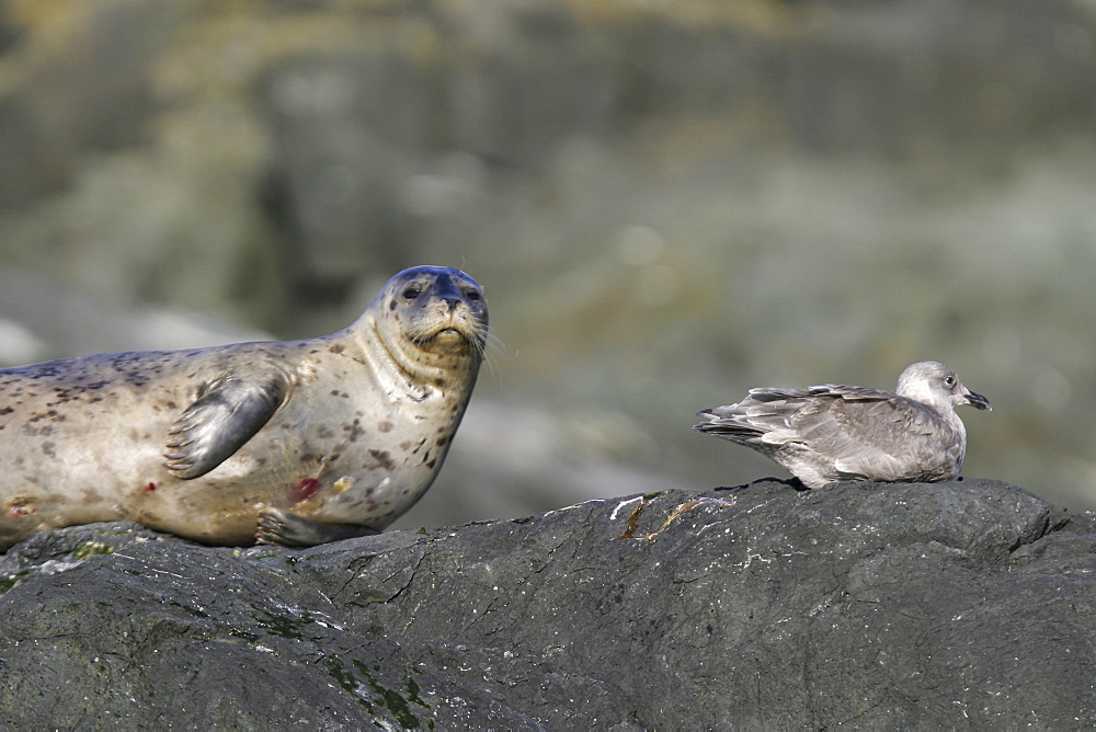 Adult harbor seal (Phoca vitulina) hauled out on a rock near juvenile gull at low tide in Chatham Strait, Southeast Alaska, USA.