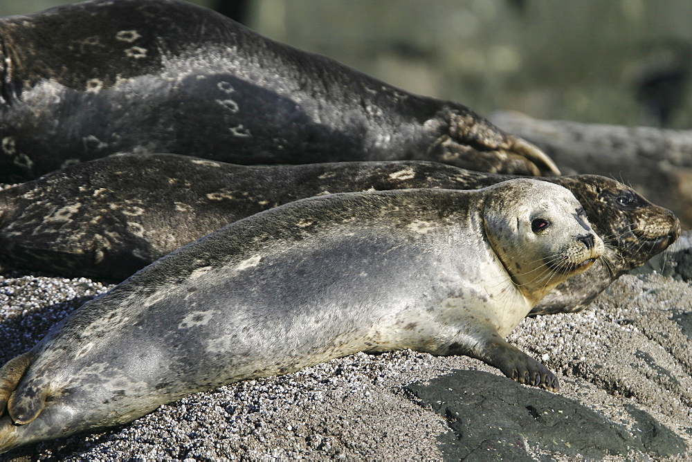 Harbor seals (Phoca vitulina) hauled out on a rock at low tide in Chatham Strait, Southeast Alaska, USA.