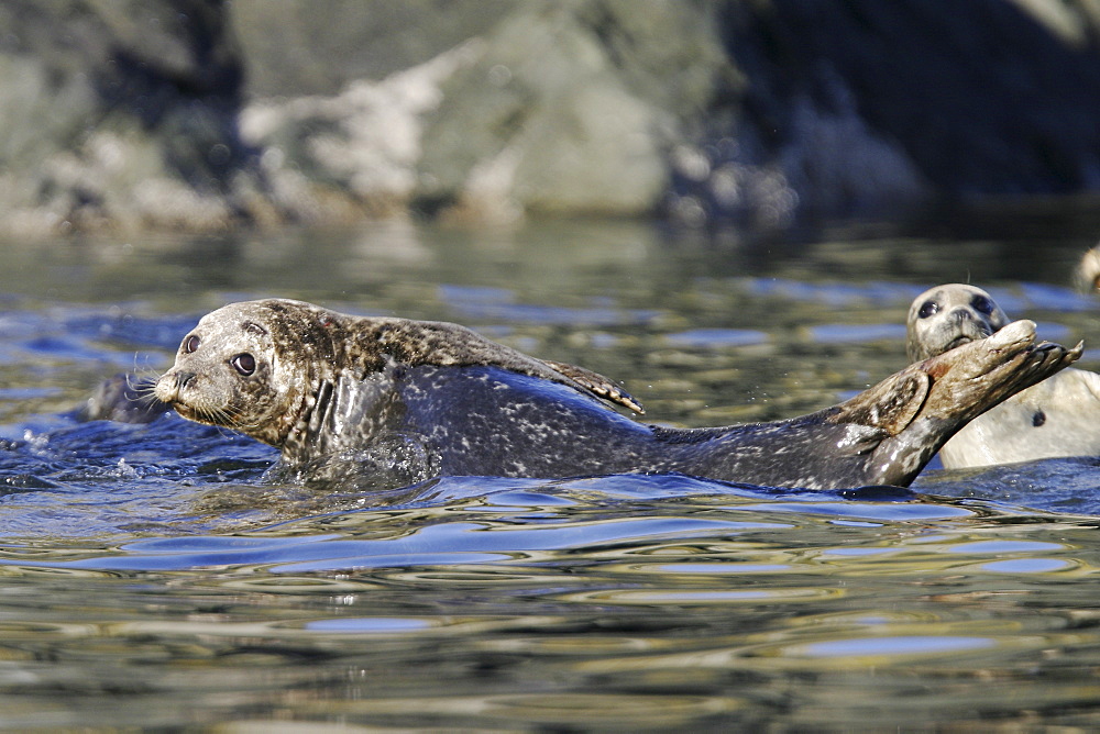 Harbor seals (Phoca vitulina) hauled out on a rock at low tide in Chatham Strait, Southeast Alaska, USA.