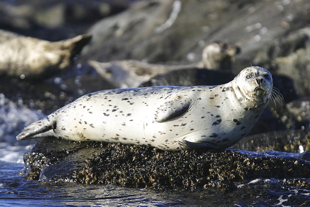 Harbor seals (Phoca vitulina) hauled out on a rock at low tide in Chatham Strait, Southeast Alaska, USA.