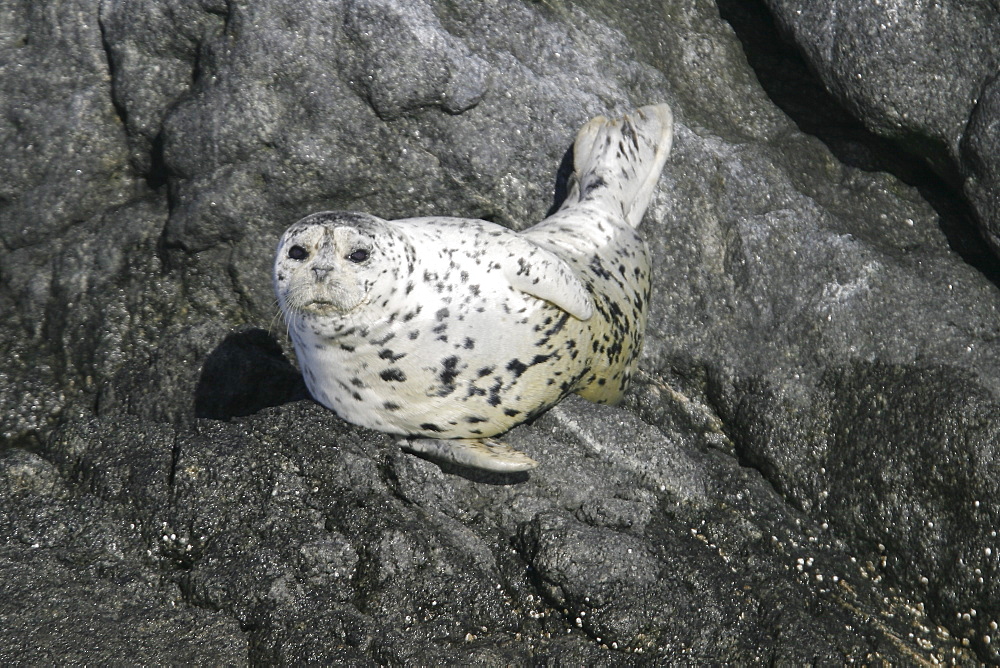 Harbor seal (Phoca vitulina) hauled out on a rock at low tide in Chatham Strait, Southeast Alaska, USA.