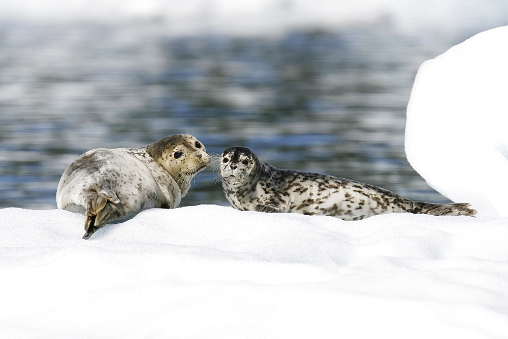 Mother and pup harbor seal (Phoca vitulina) on icebergs calved from the LeConte Glacier just outside Petersburg, Southeast Alaska