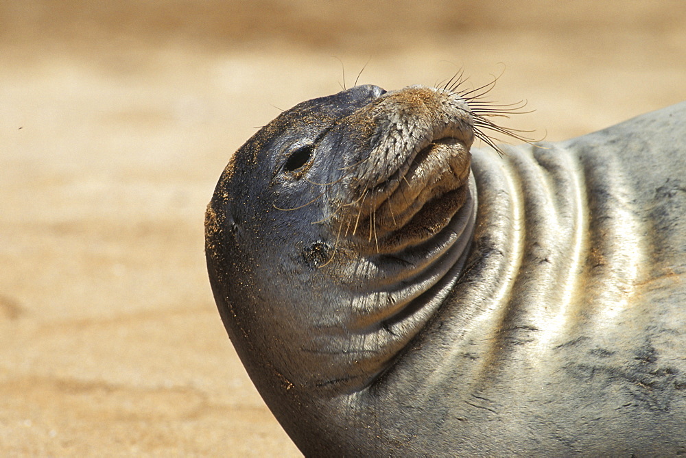 A female Hawaiian Monk Seal (Monachus schauinslandi) hauled out on Sugar Beach, Maui, Hawaii. Pacific Ocean.