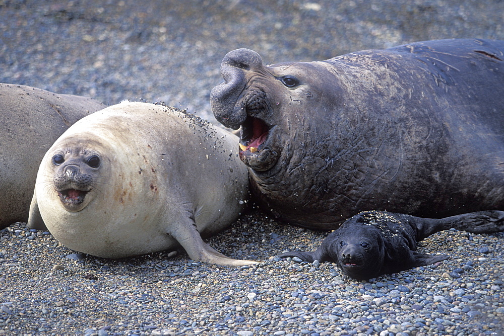 Southern Elephant Seal (Mirounga leonina) mother/bull/pup in Peninsula Valdes, Patagonia, Argentina. South Atlantic Ocean.