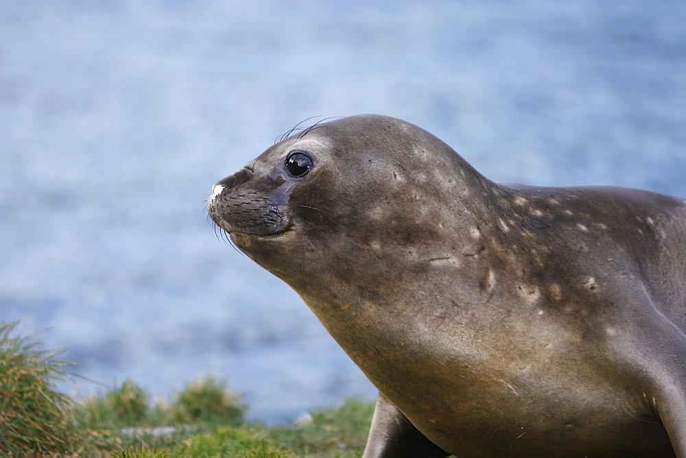 Young Southern elephant seal (Mirounga leonina) hauled out at the abandonded whaling station at Grytviken on the island of South Georgia, southern Atlantic Ocean.