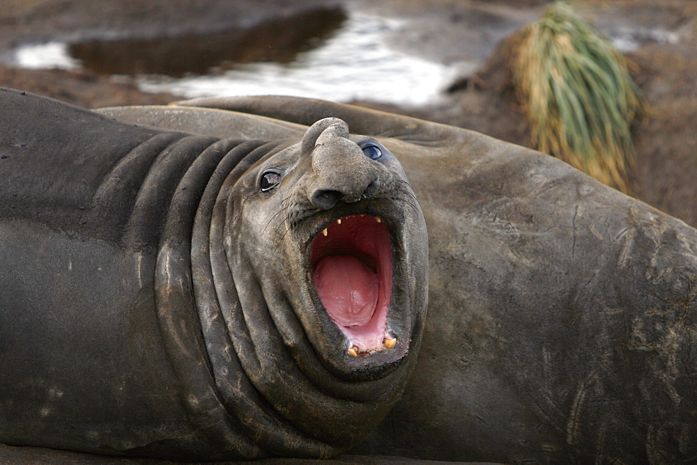 Adult bull Southern elephant seal (Mirounga leonina) threat posture while hauled out and in a wallow while molting at the abandonded whaling station at Grytviken on the island of South Georgia