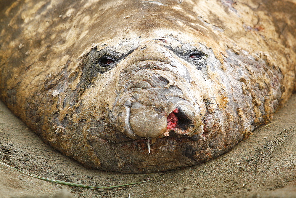 Adult bull Southern elephant seal (Mirounga leonina) hauled out and in a wallow while molting on the beach at Fortuna Bay on South Georgia Island, southern Atlantic Ocean.