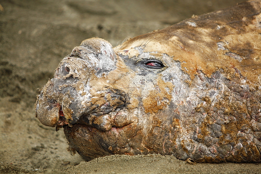 Adult bull Southern elephant seal (Mirounga leonina) hauled out and in a wallow while molting on the beach at Fortuna Bay on South Georgia Island, southern Atlantic Ocean.