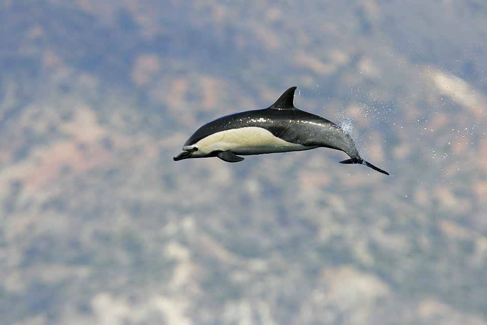 Short-beaked common dolphin (Delphinus delphis) leaping off the north shore of Catalina Island, Southern California, USA. Pacific Ocean.