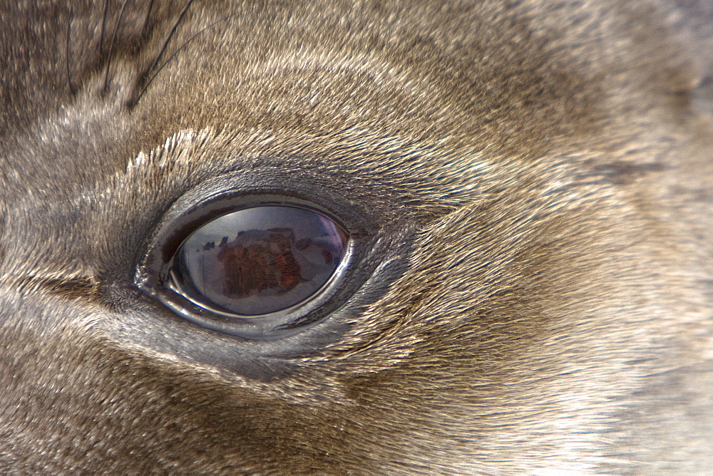 Newborn southern elephant seal (Mirounga leonina) eye detail on the beach at President Head on Snow Island in the South Shetland Island Group, Antarctica