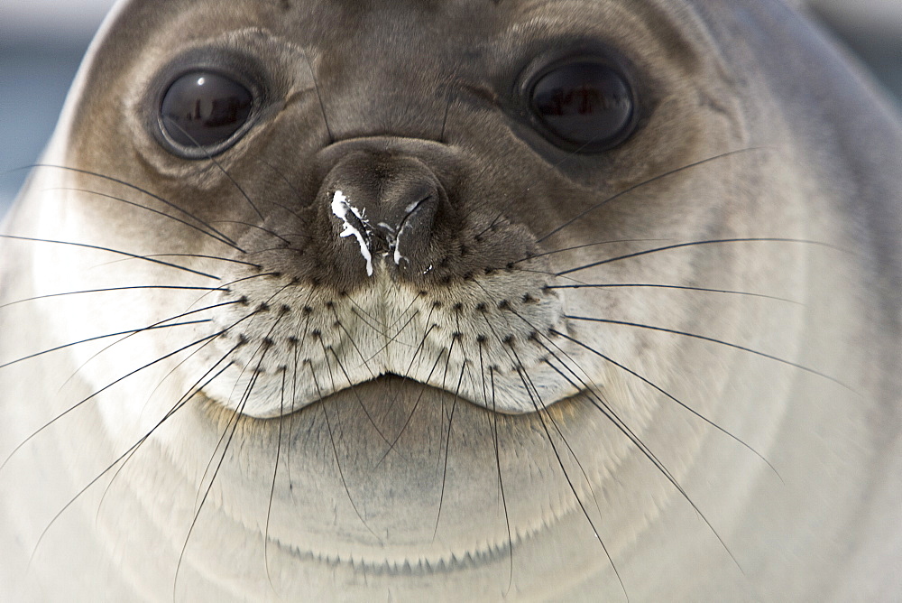 Newborn southern elephant seal (Mirounga leonina) on the beach at President Head on Snow Island in the South Shetland Island Group, Antarctica