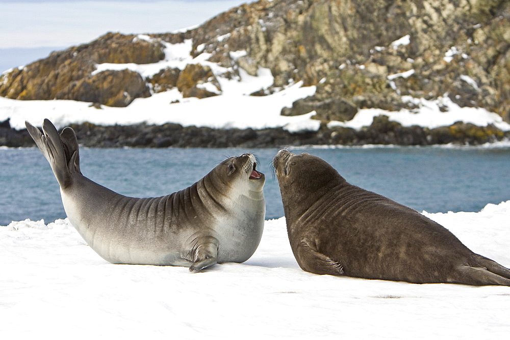 Newborn southern elephant seasl (Mirounga leonina) on the beach at President Head on Snow Island in the South Shetland Island Group, Antarctica