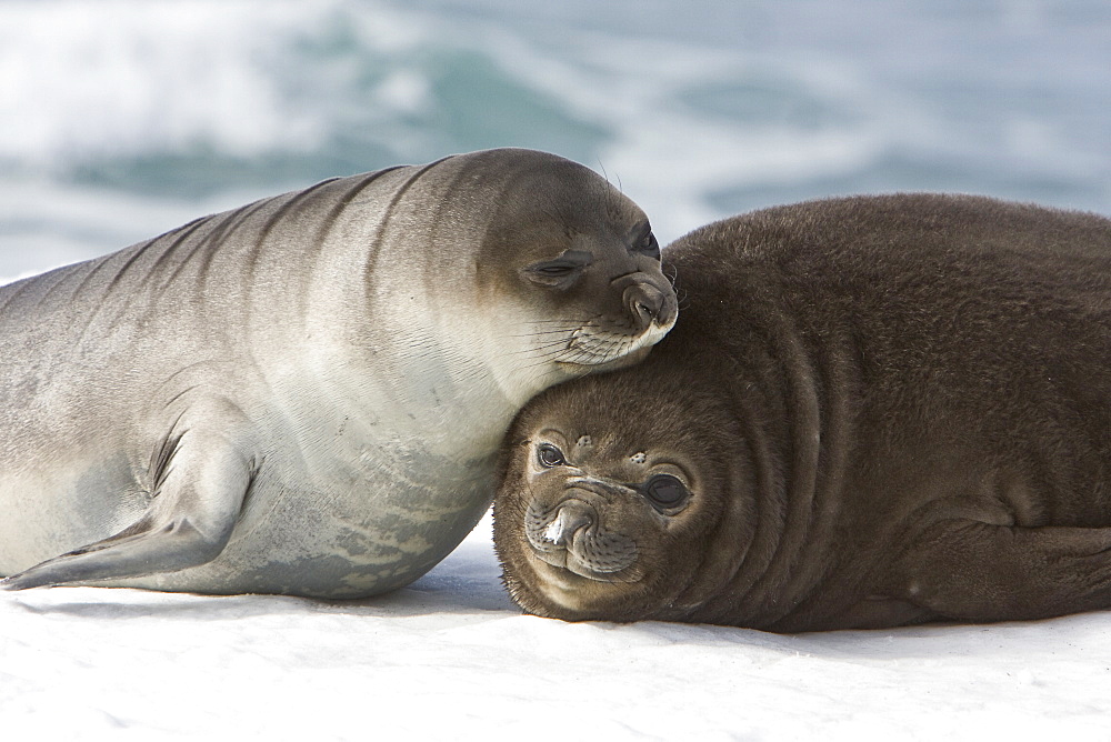 Newborn southern elephant seal (Mirounga leonina) on the beach at President Head on Snow Island in the South Shetland Island Group, Antarctica