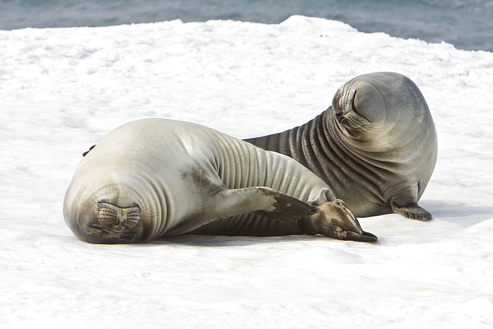 Newborn southern elephant seals (Mirounga leonina) on the beach at President Head on Snow Island in the South Shetland Island Group, Antarctica