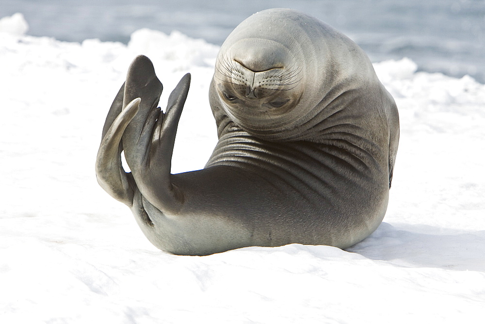 Newborn southern elephant seal (Mirounga leonina) on the beach at President Head on Snow Island in the South Shetland Island Group, Antarctica