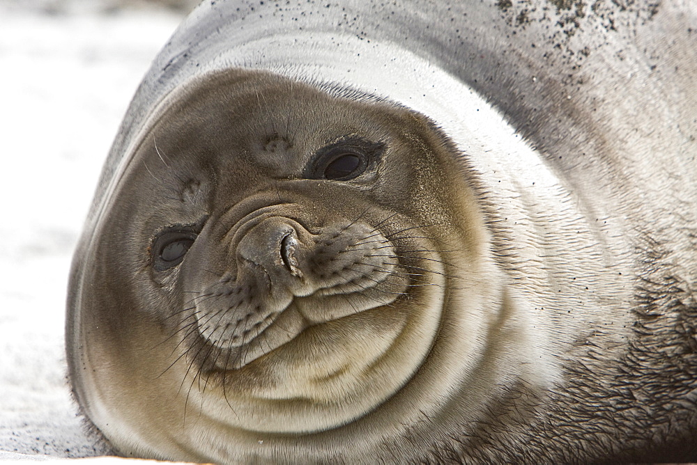 Southern elephant seal (Mirounga leonina) on the beach at President Head on Snow Island in the South Shetland Island Group, Antarctica