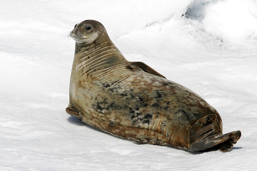 An adult Weddell seal (Leptonychotes weddellii) hauled out on an ice floe in the Weddell Sea near the Antarctic Peninsula.