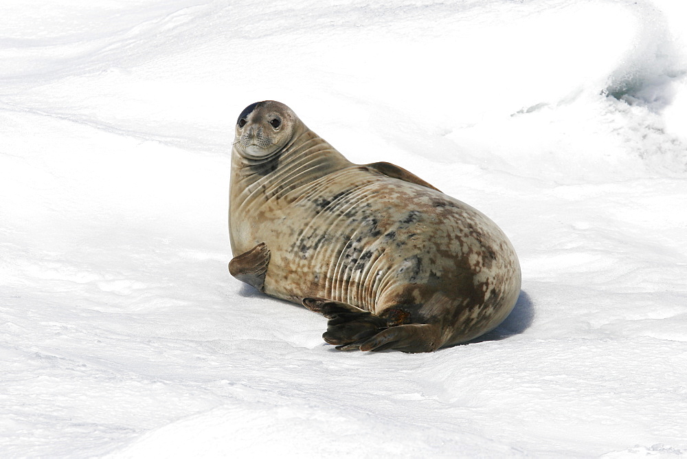 Weddell seal (Leptonychotes weddellii) hauled out on ice near the Antarctic Peninsula.