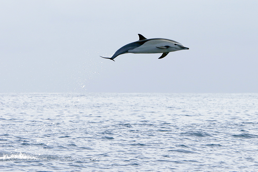 Short-beaked common dolphin (Delphinus delphis) leaping (totally airborn!) off the north shore of Catalina Island, Southern California, USA. Pacific Ocean.