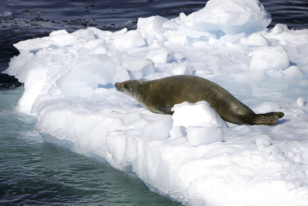 Adult Crabeater Seal (Lobodon carcinophaga) hauled out on ice near the Antarctic Peninsula.
(Restricted Resolution - please contact us)