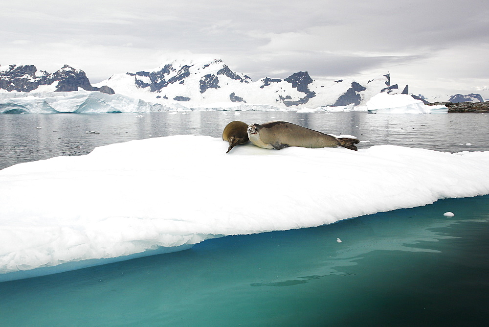 Adult crabeater seals (Lobodon carcinophaga) hauled out on an ice floe near Bertheloth Island,  near the Antarctic Peninsula.