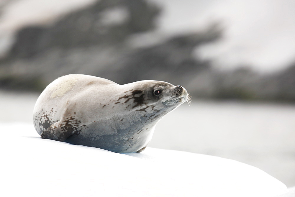 Crabeater seal (Lobodon carcinophaga) hauled out in and around the Antarctic Peninsula.