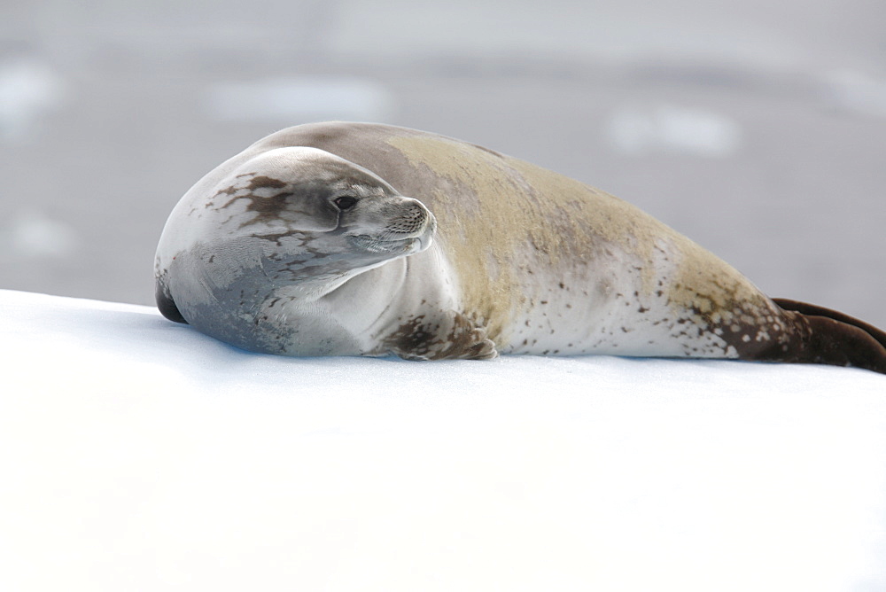 Crabeater seal (Lobodon carcinophaga) hauled out on ice in and around the Antarctic Peninsula.