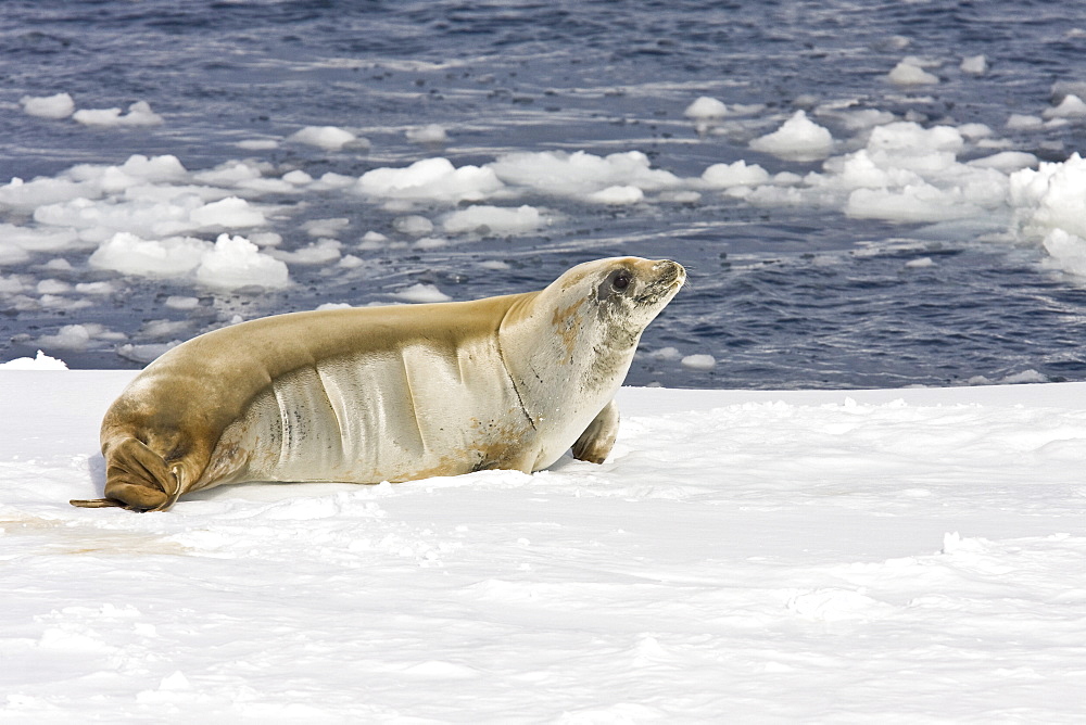 Adult crabeater seal (Lobodon carcinophaga) hauled out on an ice floe below the Antarctic circle on the western side of the Antarctic Peninsula