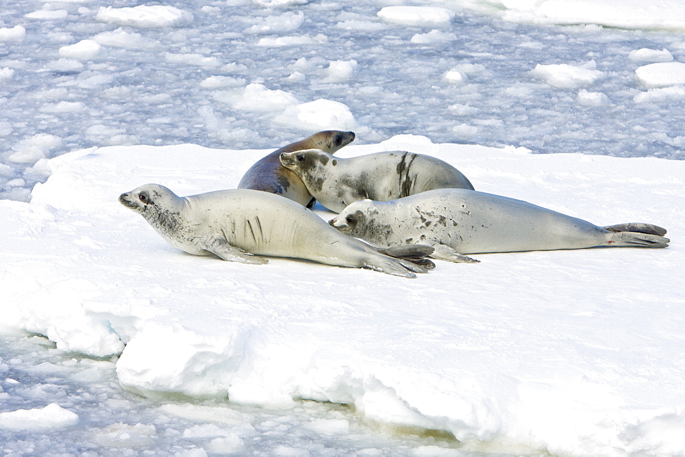 Adult crabeater seals (Lobodon carcinophaga) hauled out on an ice floe below the Antarctic circle on the western side of the Antarctic Peninsula