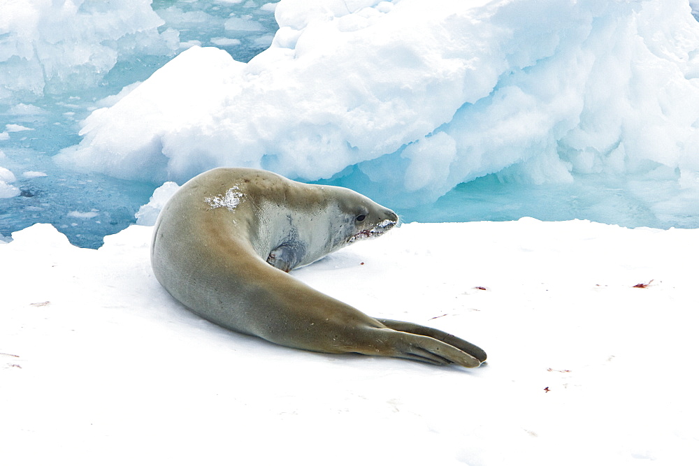 Adult crabeater seal (Lobodon carcinophaga) hauled out on an ice floe near Petermann Island near the Antarctic Peninsula