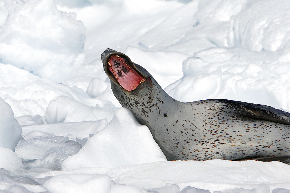 An adult Leopard Seal (Hydrurga leptonyx) hauled out and yawning on Petermann Island on the Southwest side of the Antarctic Peninsula.