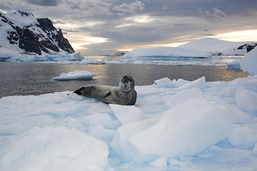 An adult Leopard Seal (Hydrurga leptonyx) hauled out on Petermann Island on the Southwest side of the Antarctic Peninsula.