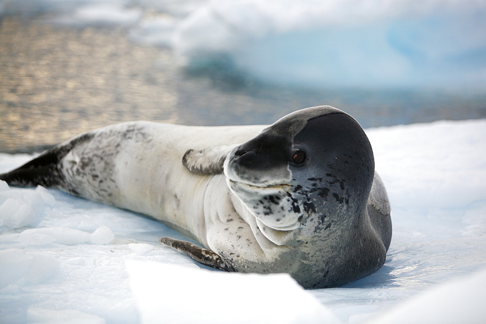 An adult Leopard Seal (Hydrurga leptonyx) hauled out on Petermann Island on the Southwest side of the Antarctic Peninsula.