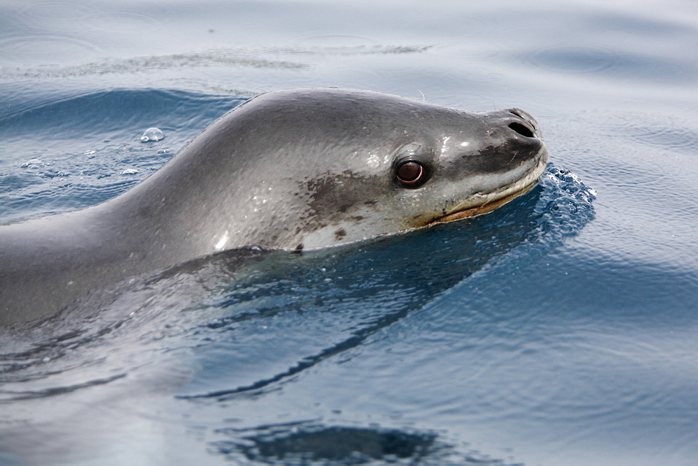 An adult Leopard Seal (Hydrurga leptonyx) surfacing in clear water near Petermann Island on the Southwest Antarctic Peninsula.