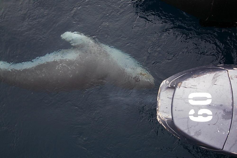 A curious adult Leopard Seal (Hydrurga leptonyx) approaching the boat in clear water near Petermann Island on the Southwest Antarctic Peninsula.